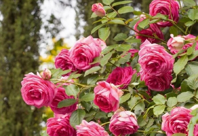 #9. Cum să îngrijiți trandafirii cățărători pentru cât mai multe flori Famous Roses