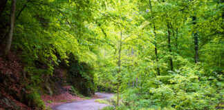 Parcul Național Cozia