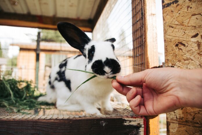 Adult female rabbit eating a sprig of grass in a homemade rabbit hutch.