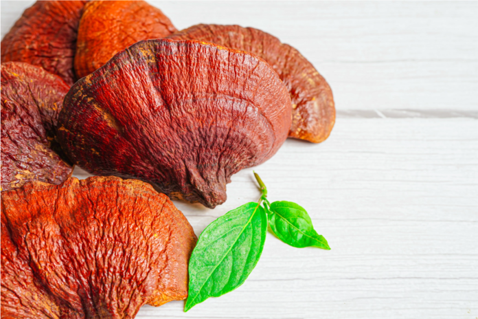 ganoderma-ciuperca
