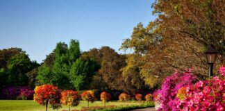 Lucruri interesante despre grădini