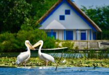 Delta Dunării pentru pescari pasionați: mai mult decât o simplă vacanță