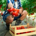 August, luna care decide cât mai produce solarul până în toamnă. Ce fac fermierii ca să evite pierderile de final de sezon
