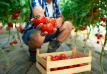 August, luna care decide cât mai produce solarul până în toamnă. Ce fac fermierii ca să evite pierderile de final de sezon