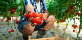 August, luna care decide cât mai produce solarul până în toamnă. Ce fac fermierii ca să evite pierderile de final de sezon